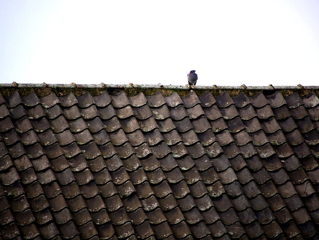 Lonely